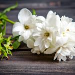 White flowers of jasmine on wooden background.Arabian jasmine fl