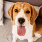 how-long-do-beagles-live-DF-long