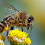 journee-mondiale-abeille