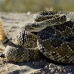 rattlesnake-angry