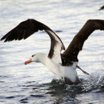 1200px-Black-browed_Albatross_Beagle_Channel