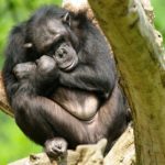 chimpanzee-asleep-tree
