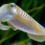 common-cuttlefish