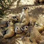 meerkat-family-sleeping-in-the-shadow-2-oksana-bystritskaya