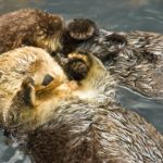 seaotter-loutredemer_4
