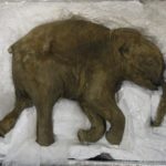 Harvard-scientists-pledge-to-bring-back-woolly-mammoth-from-extinction-within-two-years-1200×514
