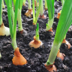 close-up of onion plantation