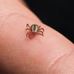 American_Dog_Tick_(Dermacentor_variabilis)