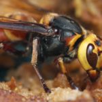 Asian_Giant_Hornet_(Vespa_mandarinia)_(6027759338)