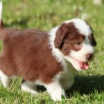 Bearded-Collie-Puppy