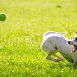 Dog-catching-a-tennis-bal-from-an-automatic-ball-launcher