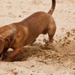 How-can-I-get-my-dogs-to-stop-digging
