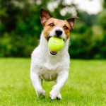 Jack-russel-terrier-running-in-park-with-tennis-ball-in-mouth