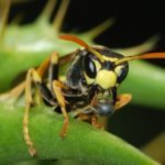 Wasp_March_2008-1