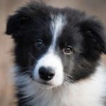 best-dog-food-for-border-collie-puppies-header