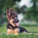 adorable german shepherd puppy posing outdoors in summer