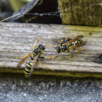 Two Wasps On A Plank. Wasps Polist.