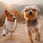 corgi-and-terrier-running