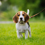 do-beagles-shed_canna-pet-1024×684