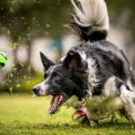 dog-running-after-ball-in-grass-1012306228-5c92814a46e0fb0001d0a97b