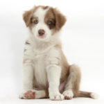 lilac-border-collie-puppy-mark-taylor