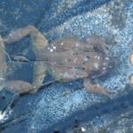 Common Frog (Rana temporaria) & Smooth Newt (Triturus Vulgaris) Trapped under Pond Ice