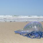 stinger-warning-bluebottle-jellyfish