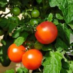 tomato-fruit-4420232_960_720