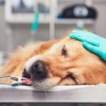 urence-veterinaire-opt