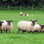 Sheep Liver
