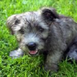 glen-of-imaal-terrier